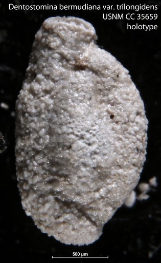 Dentostomina bermudiana var. trilongidens Farfante, 1939