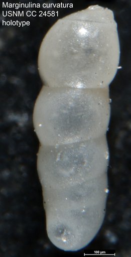 Marginulina curvatura Cushman, 1938