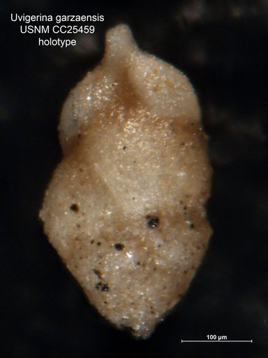 Uvigerina garzaensis Cushman & Siegfus, 1939