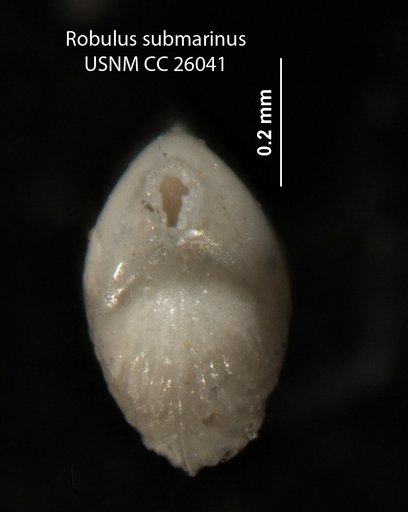 Robulus submarinus Cushman, 1939