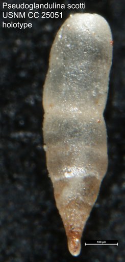 Pseudoglandulina scotti Tappan Loeblich, 1940