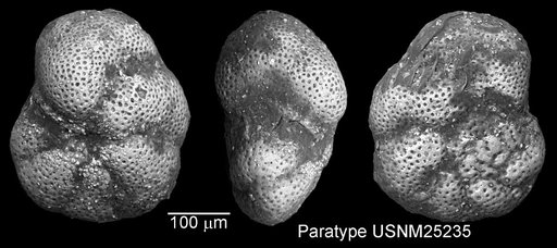 Globorotalia mayeri Cushman & Ellisor, 1939