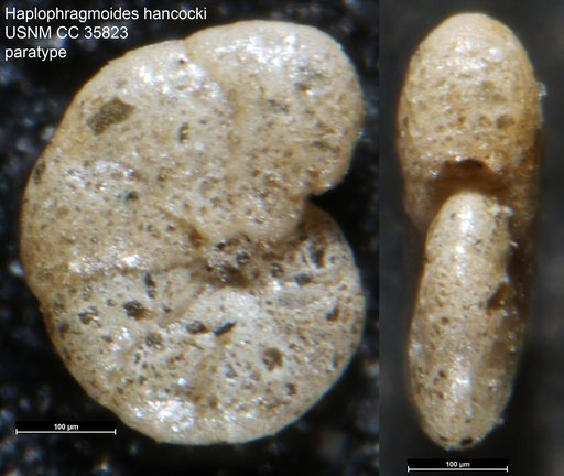 Haplophragmoides hancocki Cushman & McCulloch, 1939