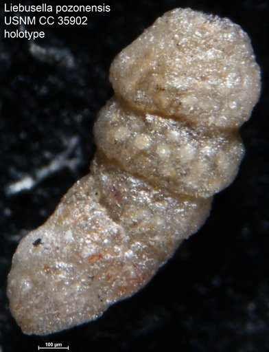 Liebusella pozonensis Cushman & Renz, 1941