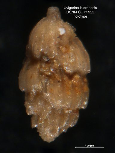 Uvigerina isidroensis Cushman & Renz, 1941