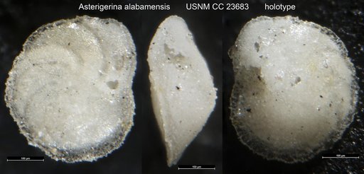 Asterigerina alabamensis Cushman & McGlamery, 1938