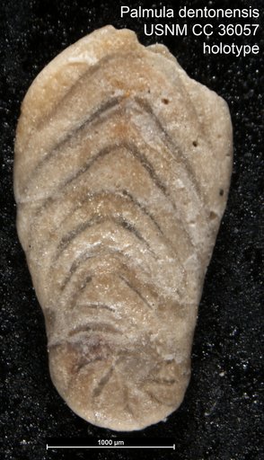 Palmula dentonensis Loeblich & Tappan, 1941