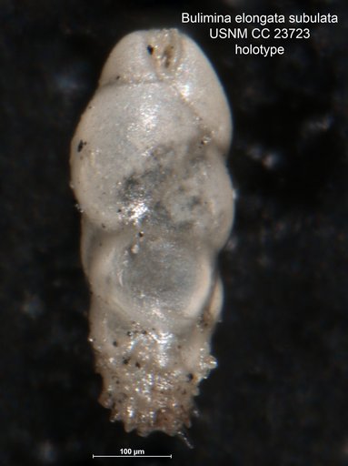 Bulimina elongata var. subulata Cushman & Parker, 1937