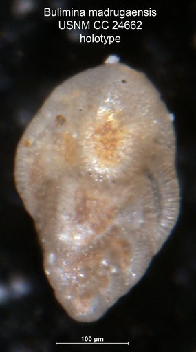 Bulimina madrugaensis Bermúdez, 1938