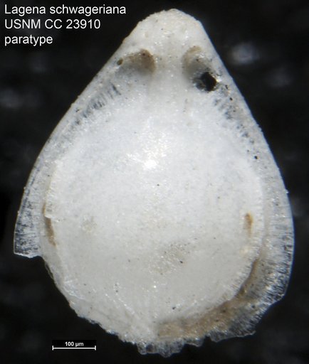 Lagena schwageriana Cushman, 1931