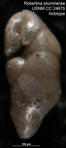Robertina plummerae Cushman & Parker, 1938
