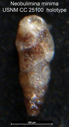 Neobulimina minima Tappan, 1940