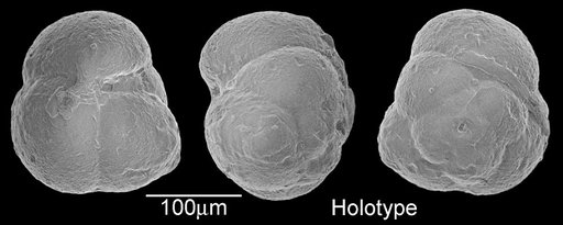Globigerina graysonensis Tappan Loeblich, 1940