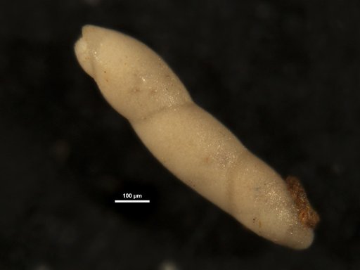 Pleurostomella nuttalli Cushman & Siegfus, 1939
