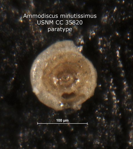 Ammodiscus minutissimus Cushman & McCulloch, 1939
