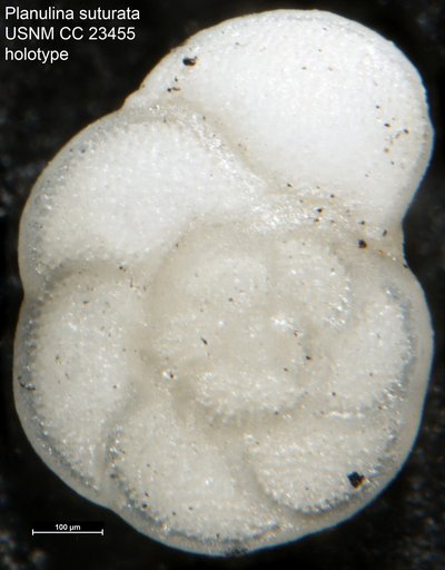 Planulina suturata Cushman & Bermúdez, 1937