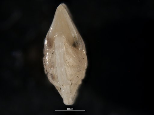 Robulus spisso-costatus Cushman, 1938