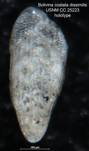 Bolivina costata var. dissimilis Cushman & Ellisor, 1939