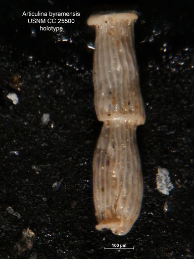 Articulina byramensis Cushman, 1922
