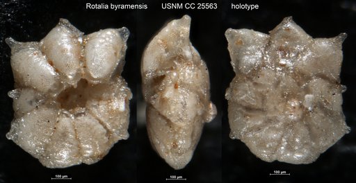 Rotalia byramensis Cushman, 1922