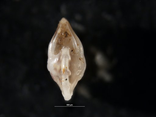 Robulus spisso-costatus Cushman, 1938