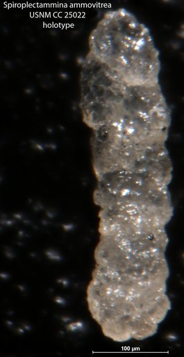 Spiroplectammina ammovitrea Tappan, 1940