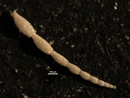 Ellipsonodosaria stephensoni var. speciosa Cushman, 1938