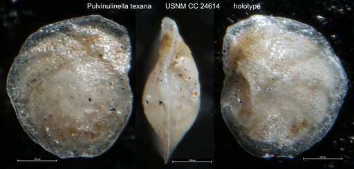 Pulvinulinella texana Cushman, 1938