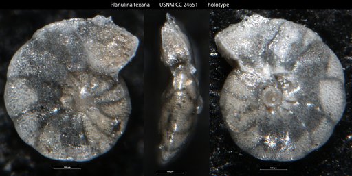 Planulina texana Cushman, 1938