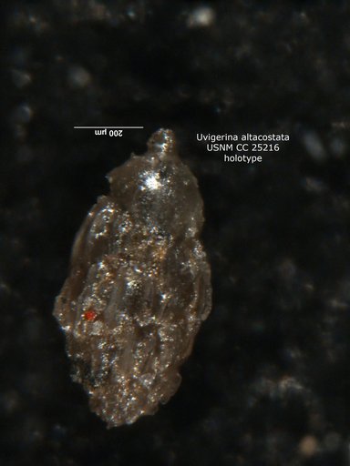 Uvigerina altacostata Cushman & Ellisor, 1939