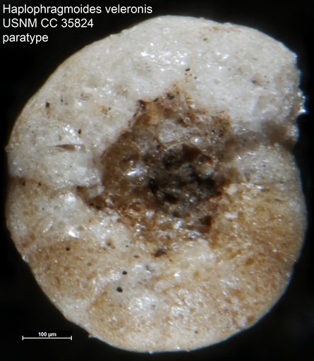 Haplophragmoides veleronis Cushman & McCulloch, 1939