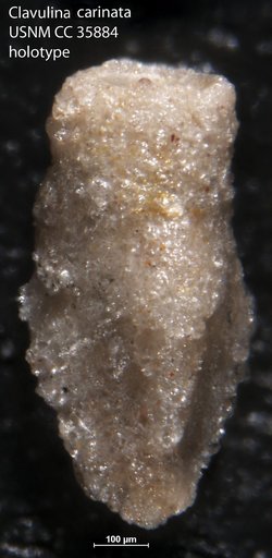 Clavulina carinata Cushman & Renz, 1941