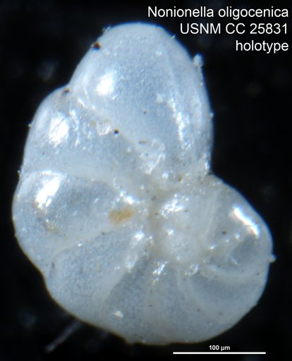 Nonionella oligocenica Cushman & McGlamery, 1939
