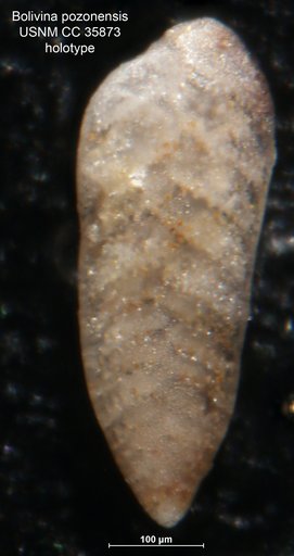 Bolivina pozonensis Cushman & Renz, 1941