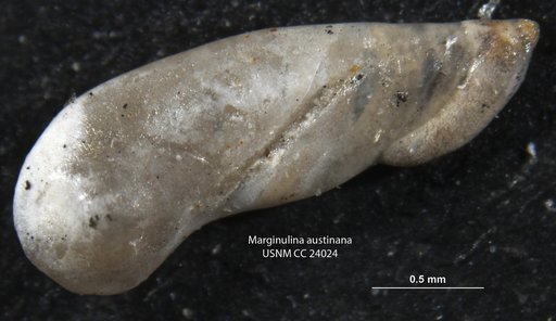 Marginulina austinana Cushman, 1937