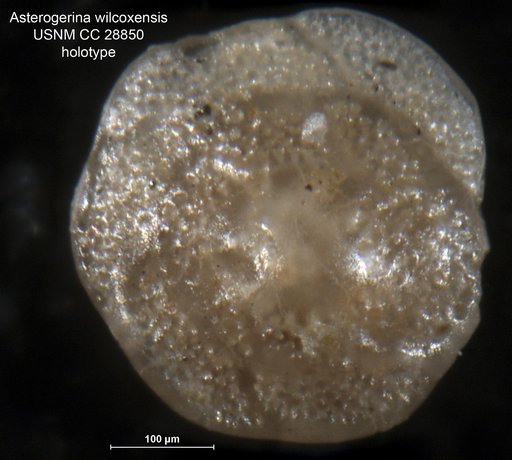 Asterigerina wilcoxensis Cushman & Garrett, 1939