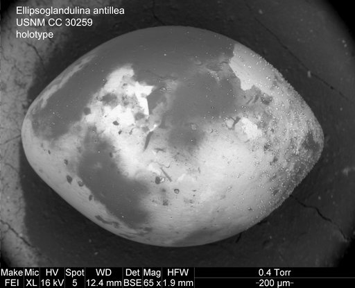 Ellipsoglandulina antillea Bermudez, 1939