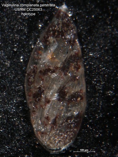 Vaginulina complanata var. perstriata Tappan Loeblich, 1940