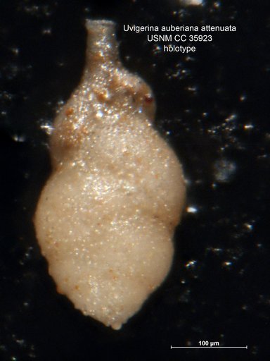 Uvigerina auberiana var. attenuata Cushman & Renz, 1941