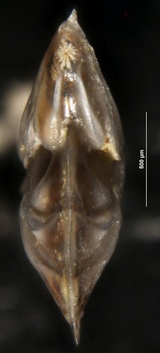 Robulus navarroensis var. extruatas Cushman, 1938