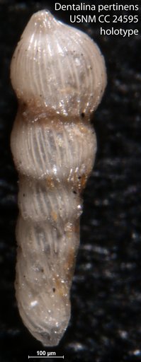 Dentalina pertinens Cushman, 1938