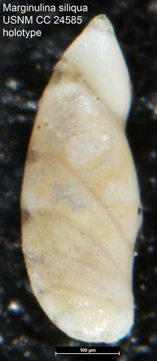 Marginulina siliqua Cushman, 1938