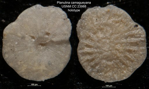 Planulina camagueyana Bermúdez, 1937