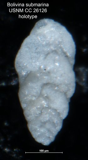 Bolivina submarina Cushman, 1939