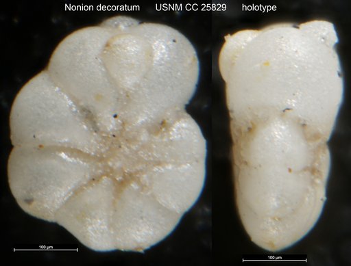Nonion decoratum Cushman & McGlamery, 1939