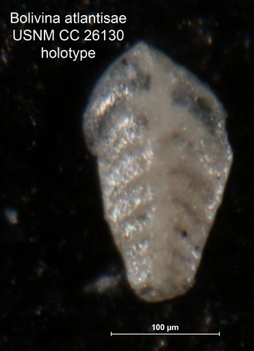Bolivina atlantisae Cushman, 1939