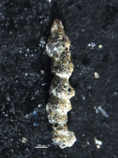 Ammobaculites variabilis Tappan Loeblich, 1940