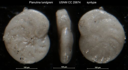 Planulina lundegreni Brotzen, 1936