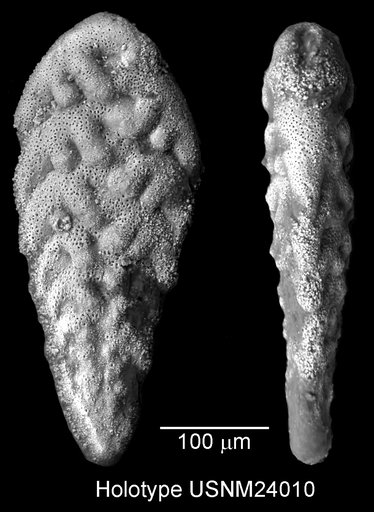 Bolivinoides texana Cushman, 1937