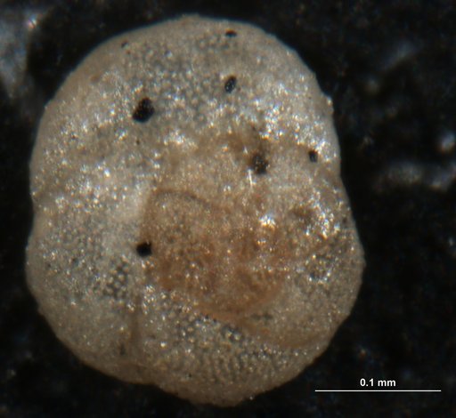 Discorbis floridana Cushman, 1922